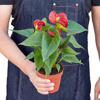 Anthurium 'Red'-Indoor Plants-American Plant Supply