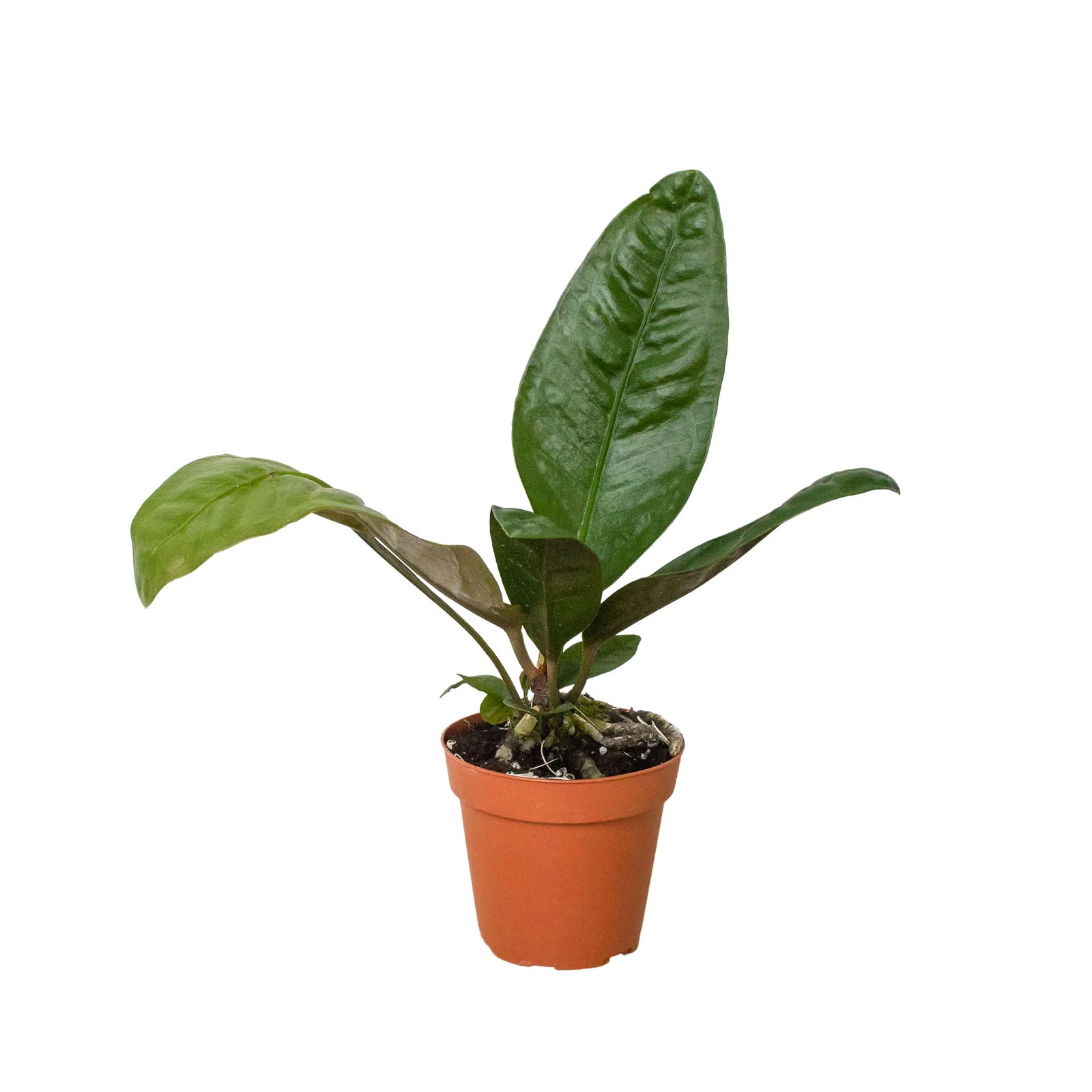 Anthurium 'Superbum'-Indoor Plants-American Plant Supply