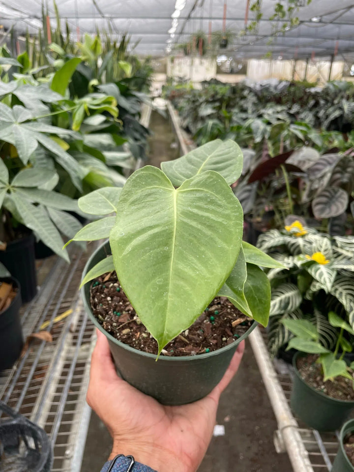 Anthurium 'Veitchii'-Indoor Plants-American Plant Supply