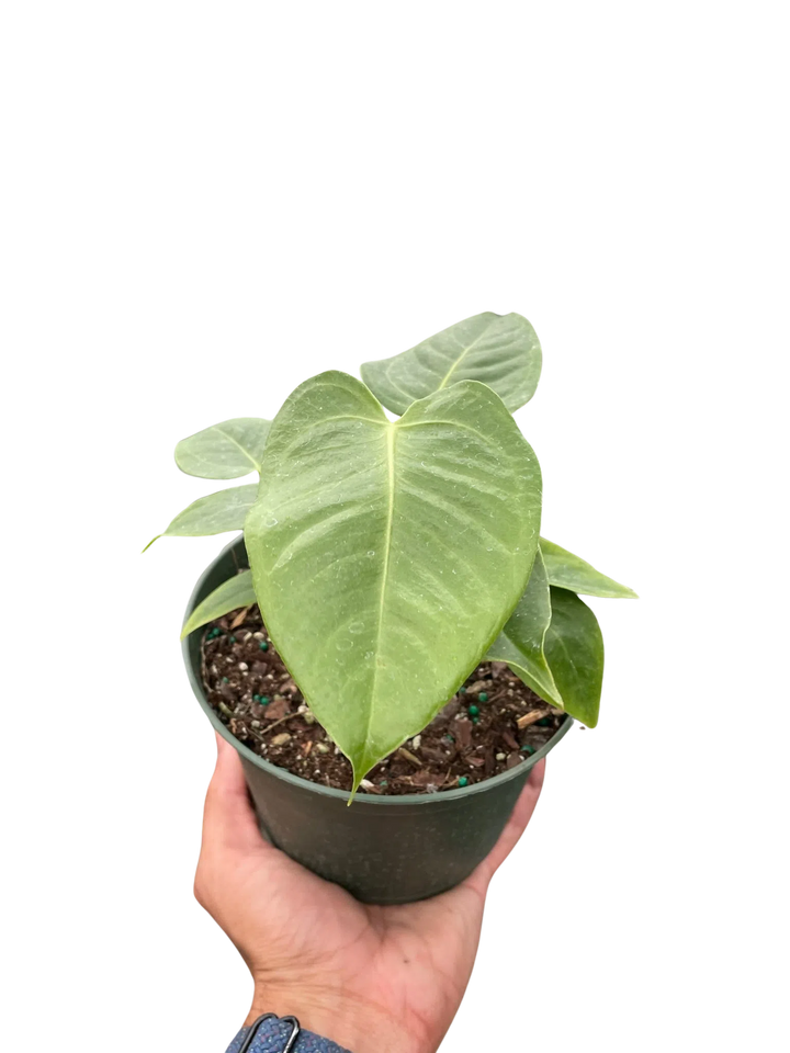Anthurium 'Veitchii'-Indoor Plants-American Plant Supply
