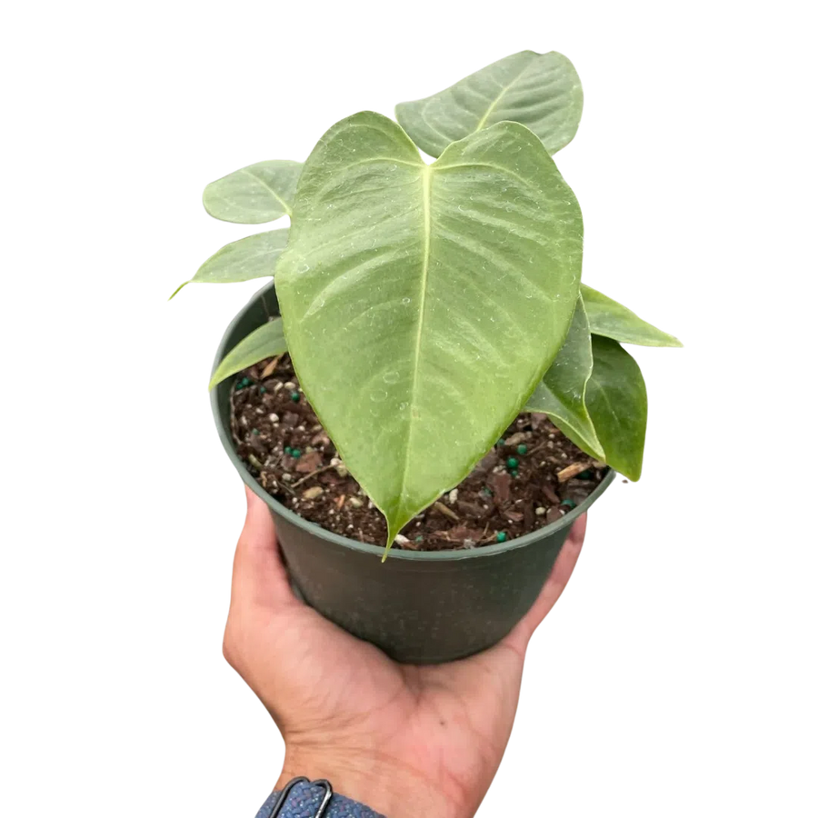 Anthurium 'Veitchii'-Indoor Plants-American Plant Supply