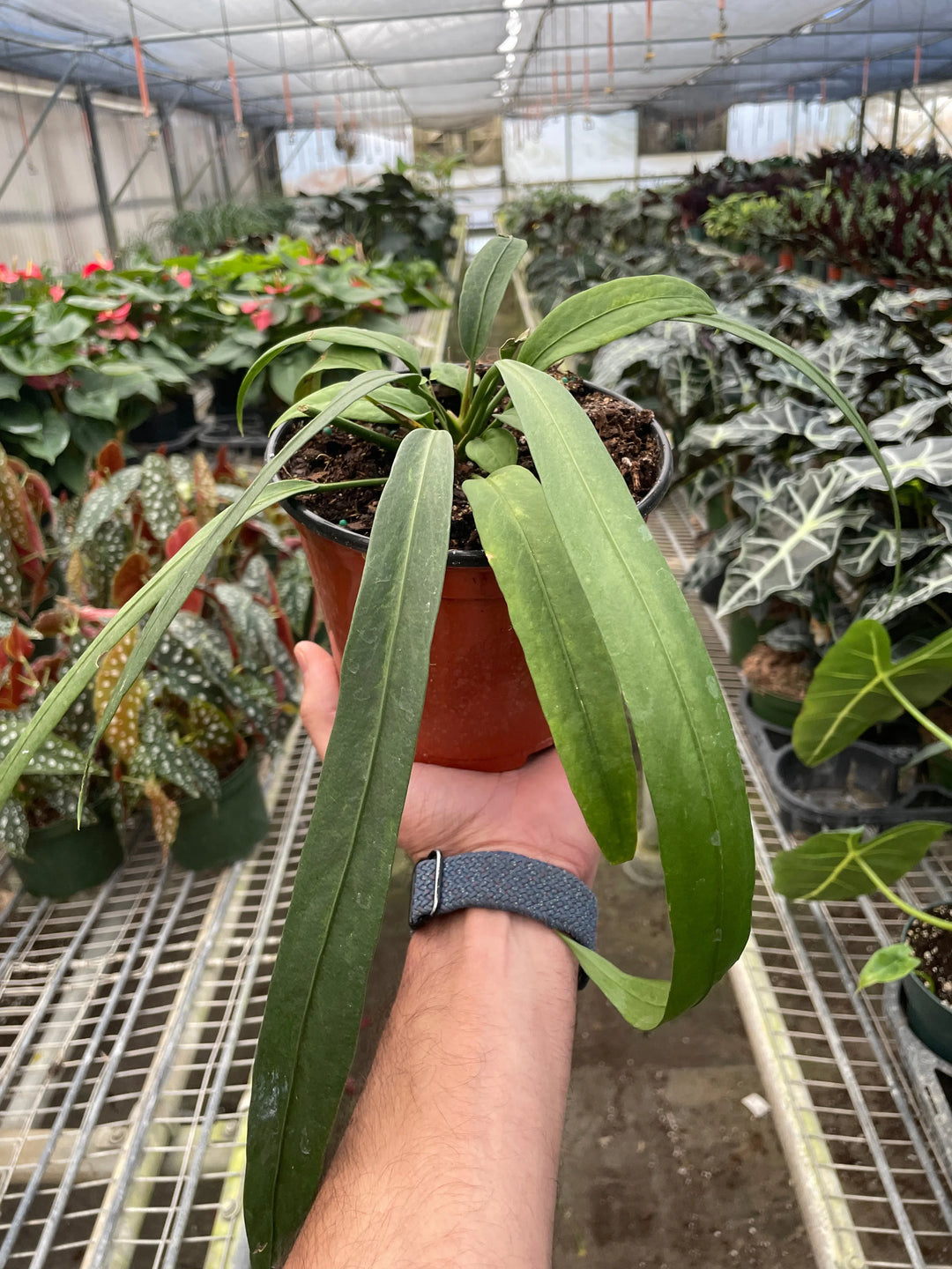 Anthurium 'Vittarifolium'-Indoor Plants-American Plant Supply