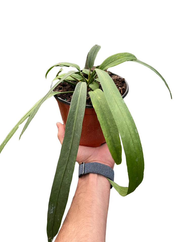 Anthurium 'Vittarifolium'-Indoor Plants-American Plant Supply