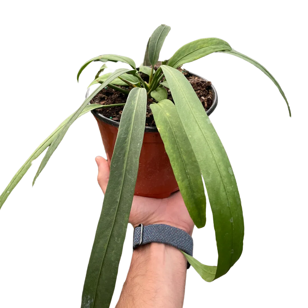 Anthurium 'Vittarifolium'-Indoor Plants-American Plant Supply