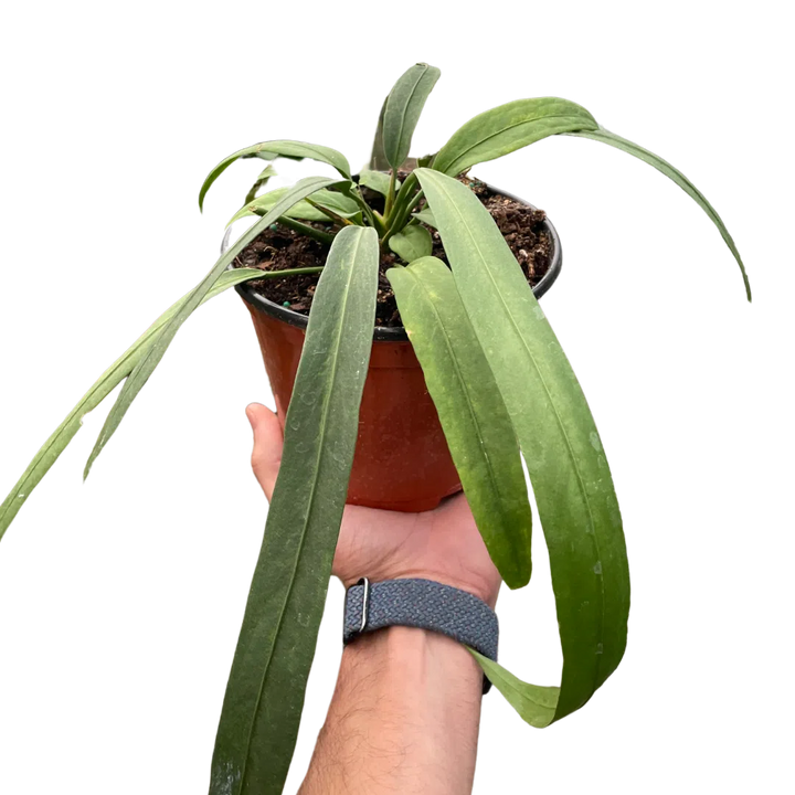 Anthurium 'Vittarifolium'-Indoor Plants-American Plant Supply