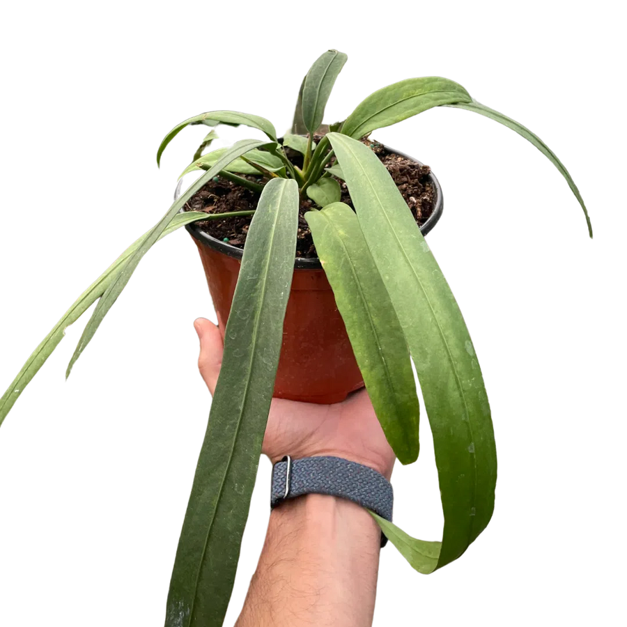 Anthurium 'Vittarifolium'-Indoor Plants-American Plant Supply