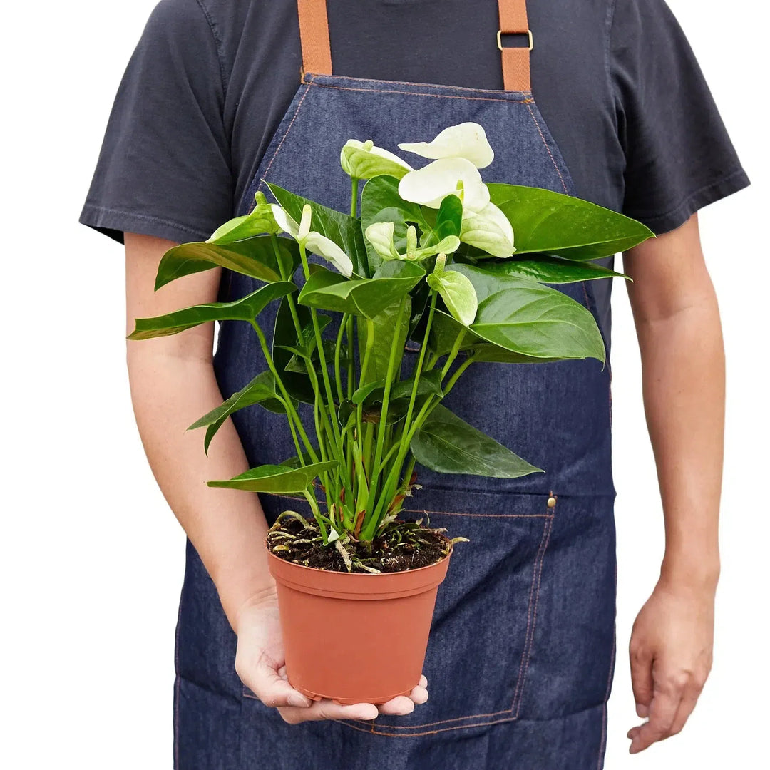 Anthurium 'White'-Indoor Plants-American Plant Supply