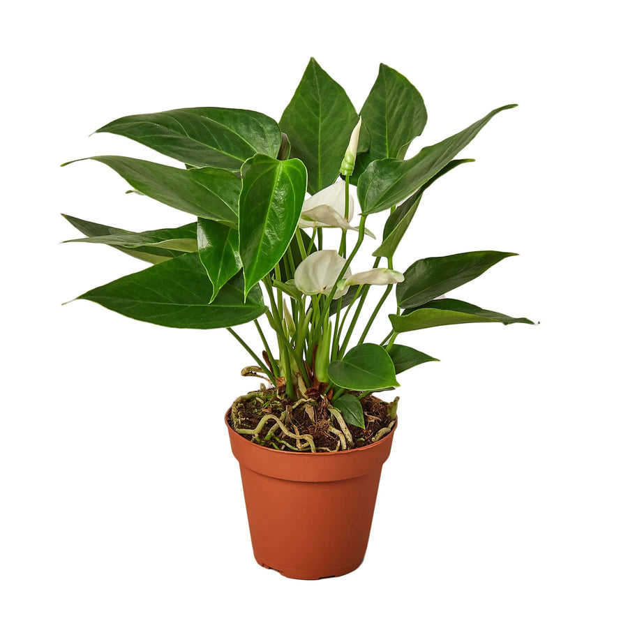 Anthurium 'White'-Indoor Plants-American Plant Supply