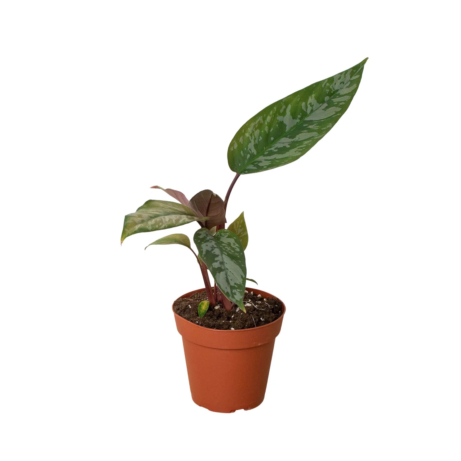 Apoballis 'Purple Sword'-Indoor Plants-American Plant Supply