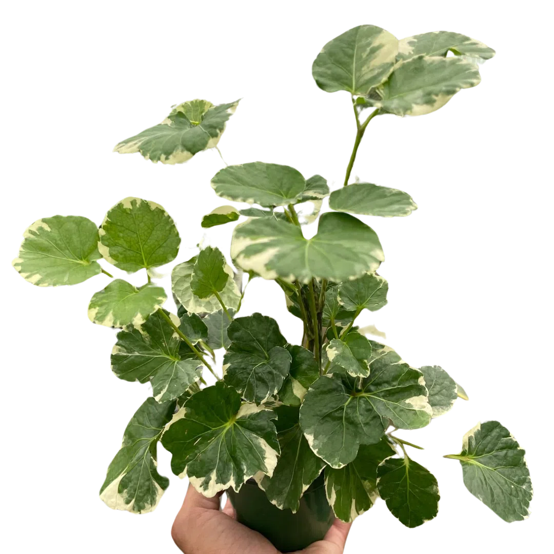 Aralia 'Balfouriana'-Default-American Plant Supply