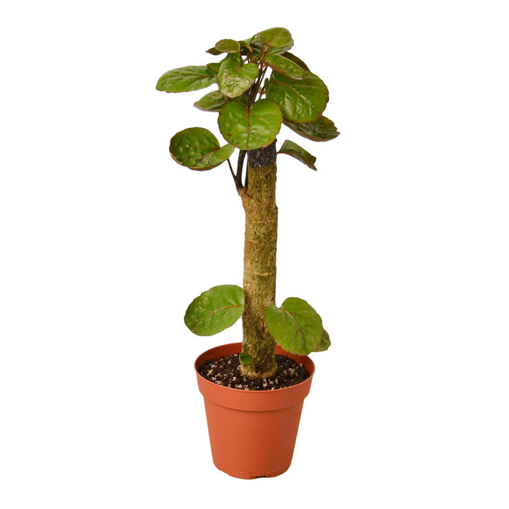 Aralia Fabian Stump 'Polyscias Scutellaria'-Indoor Plants-American Plant Supply