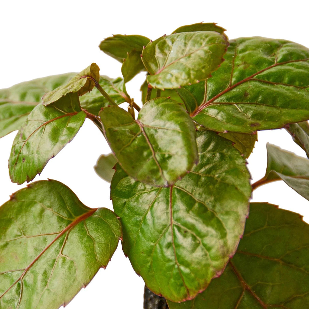 Aralia Fabian Stump 'Polyscias Scutellaria'-Indoor Plants-American Plant Supply