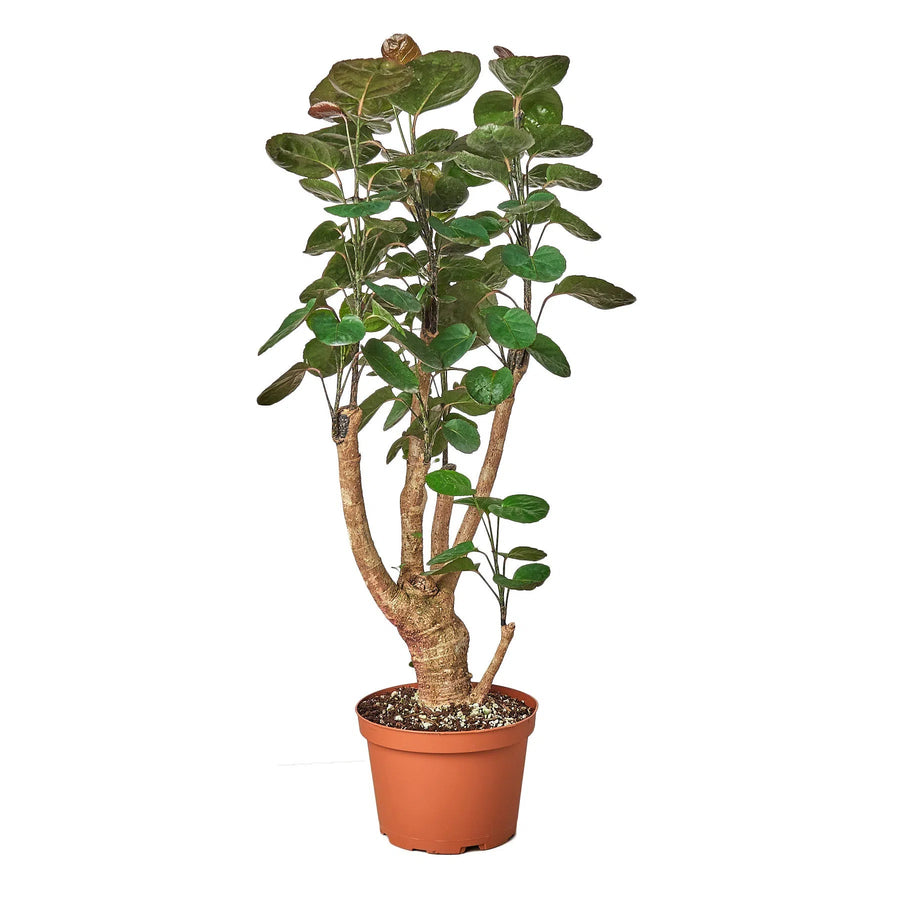 Aralia Fabian Stump 'Polyscias Scutellaria'-Indoor Plants-American Plant Supply