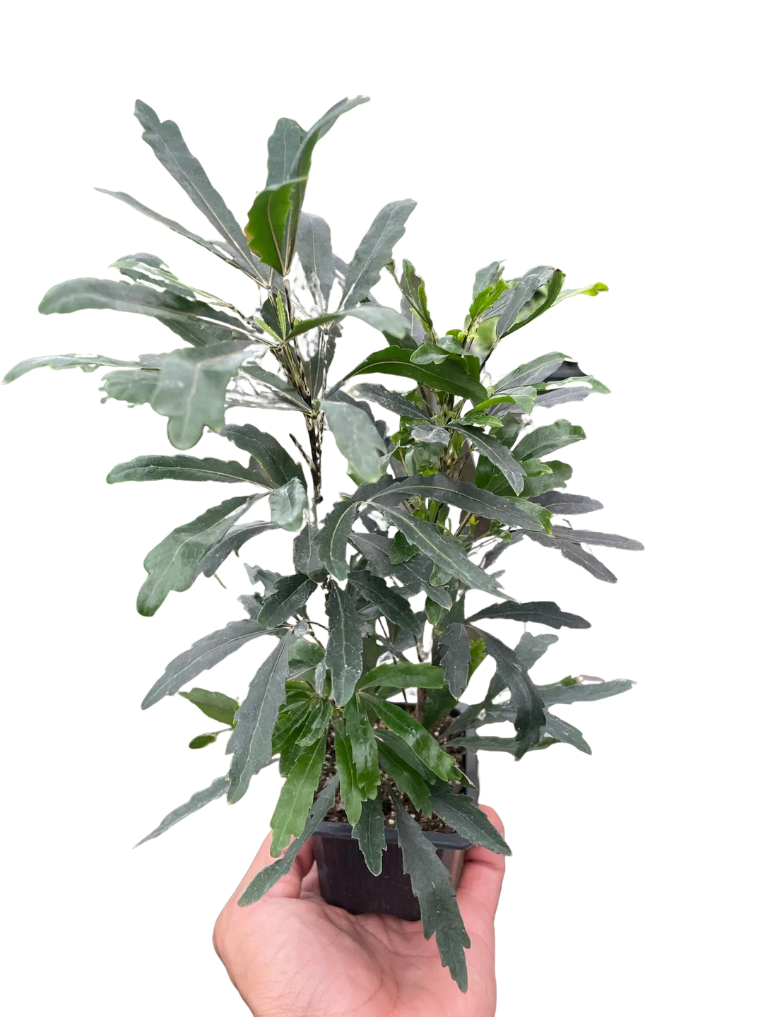 Aralia 'Green'-Default-American Plant Supply