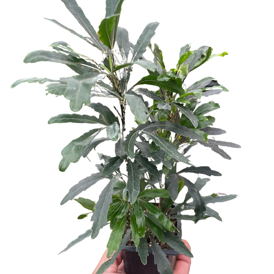 Aralia 'Green'-Default-American Plant Supply