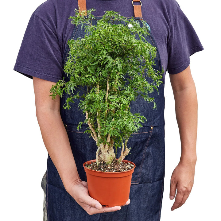 Aralia Ming Stump Plant-Default-American Plant Supply