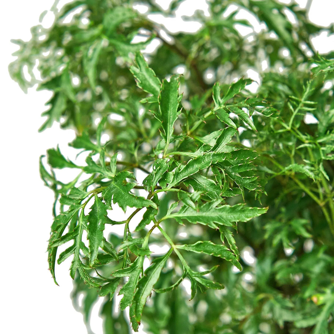 Aralia Ming Stump Plant-Default-American Plant Supply