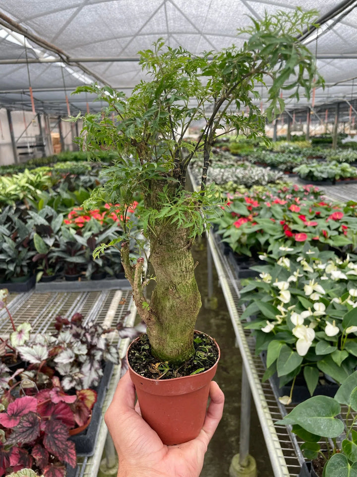 Aralia Ming Stump Plant-Default-American Plant Supply