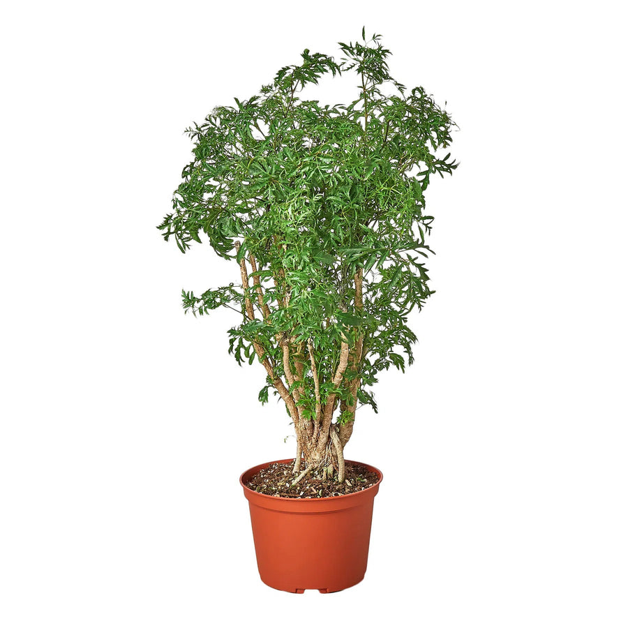 Aralia Ming Stump Plant-Default-American Plant Supply