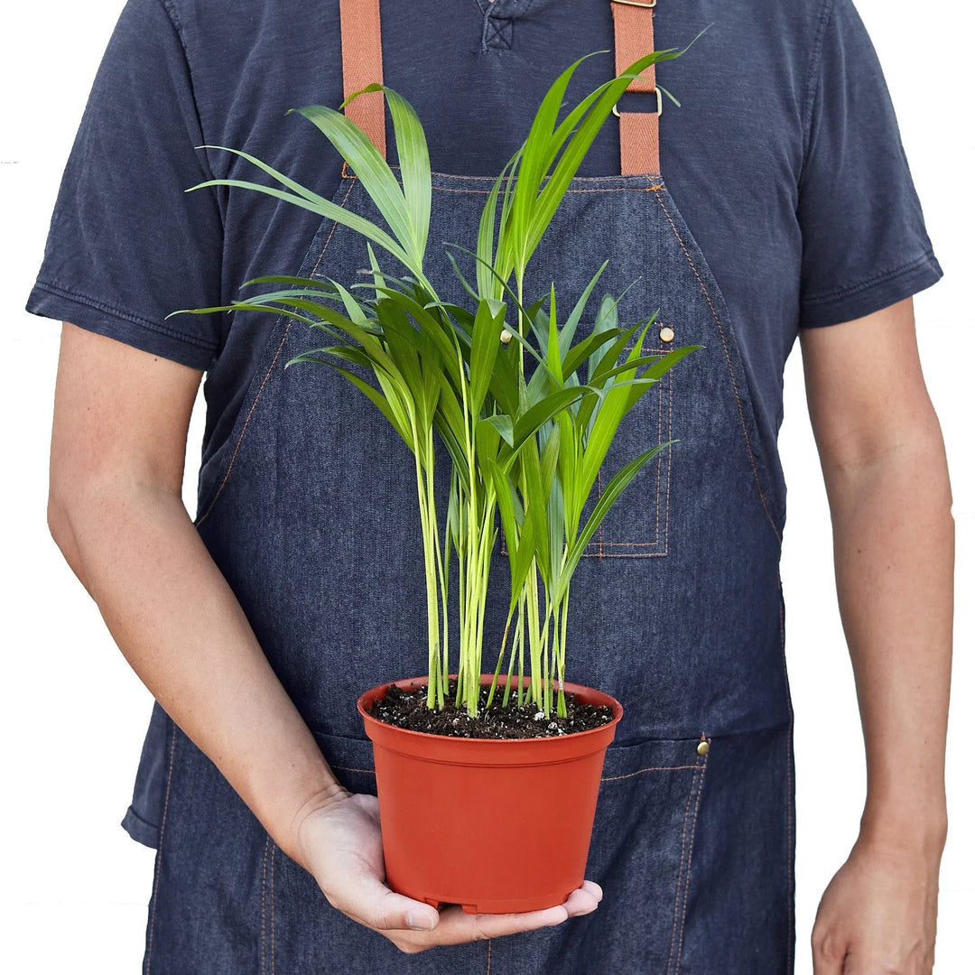 Areca Palm-Indoor Plants-American Plant Supply