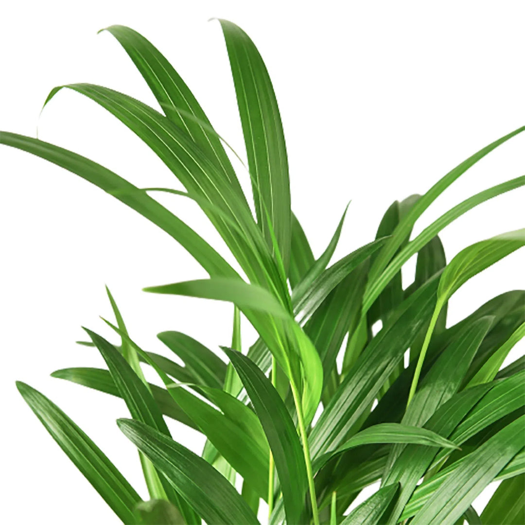 Areca Palm-Indoor Plants-American Plant Supply