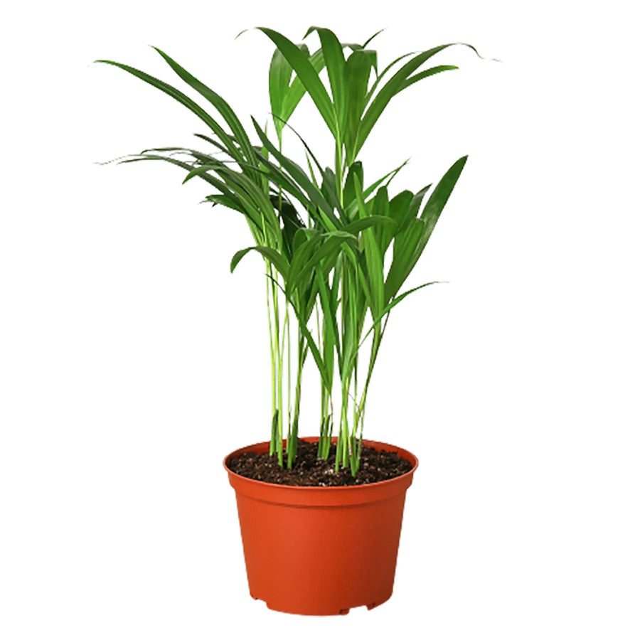 Areca Palm-Indoor Plants-American Plant Supply