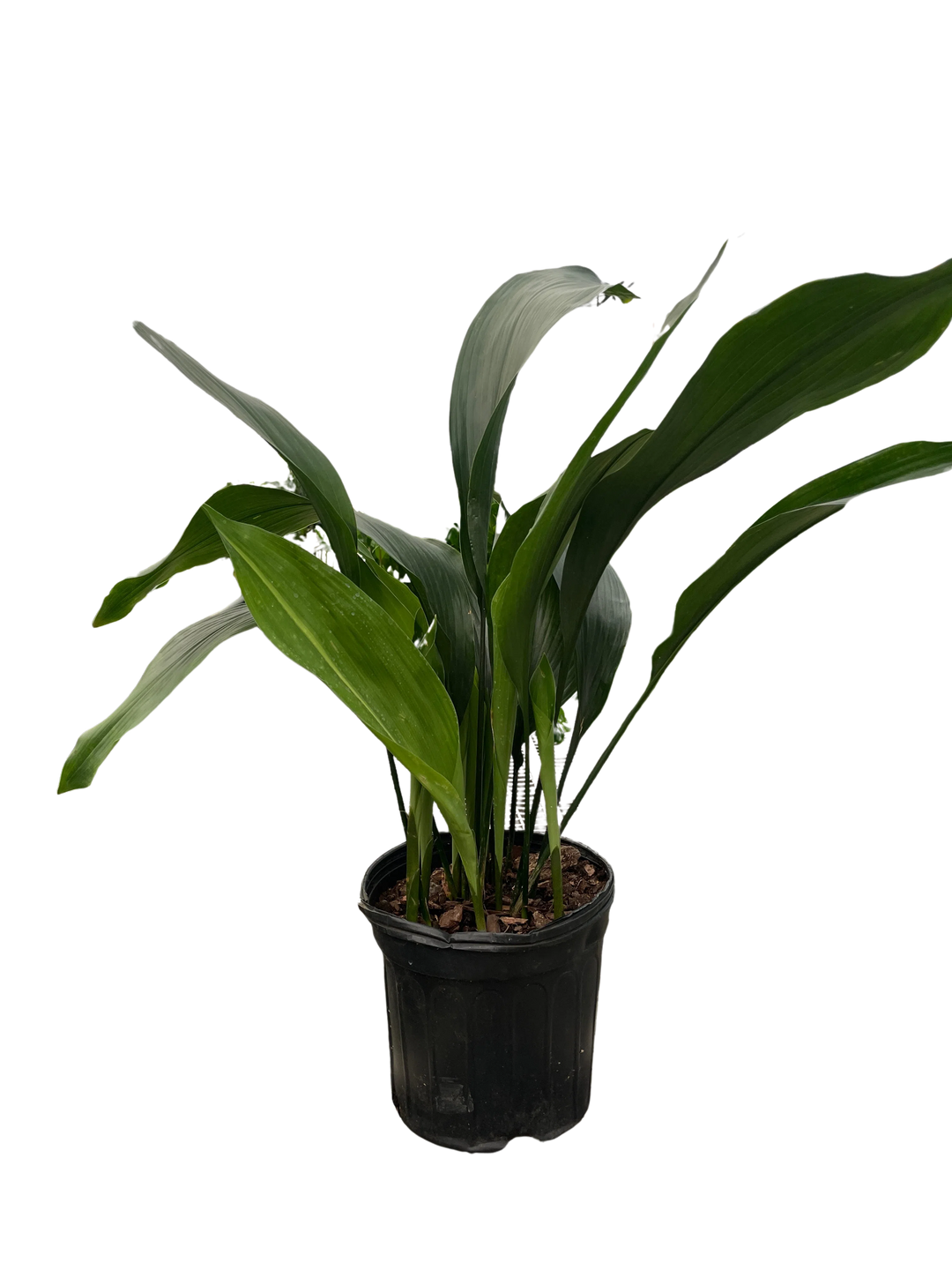 Aspidistra 'Cast Iron'-Indoor Plants-American Plant Supply