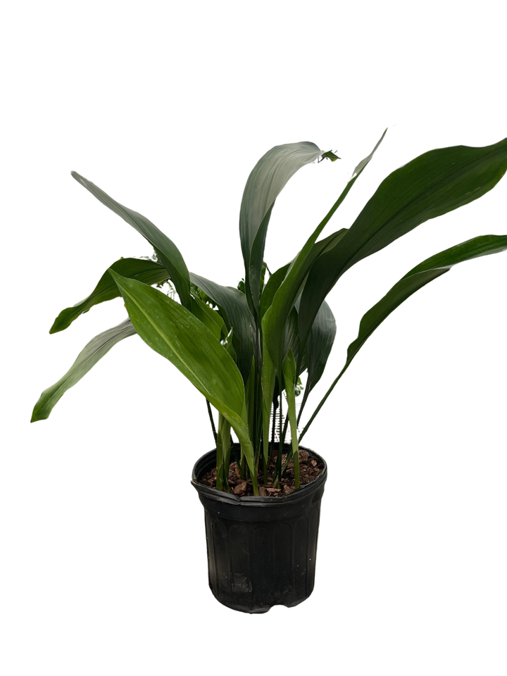 Aspidistra 'Cast Iron'-Indoor Plants-American Plant Supply