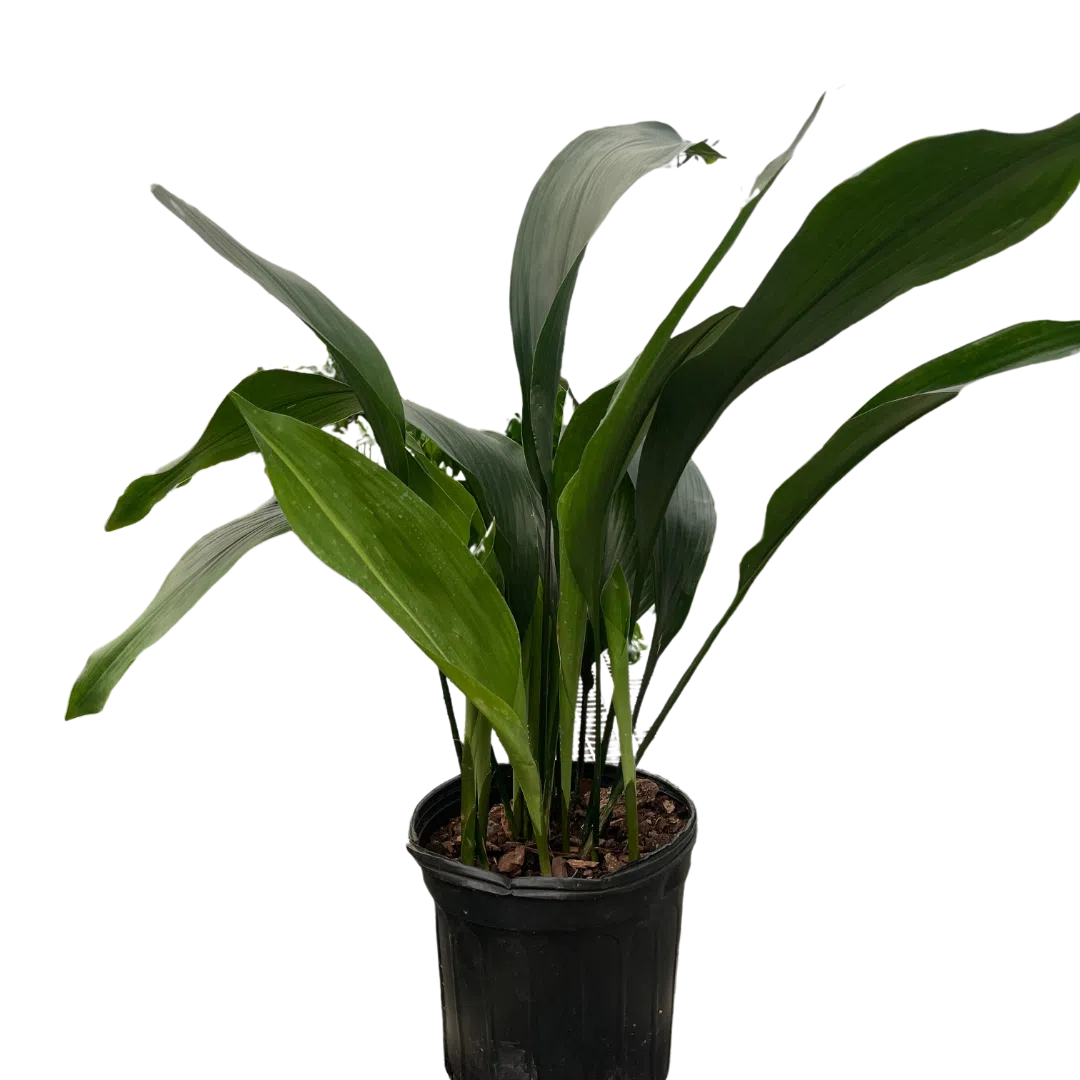 Aspidistra 'Cast Iron'-Indoor Plants-American Plant Supply