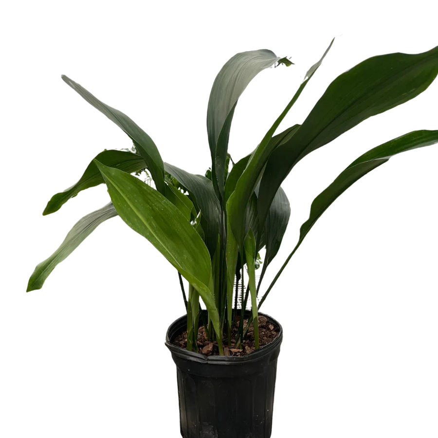 Aspidistra 'Cast Iron'-Indoor Plants-American Plant Supply