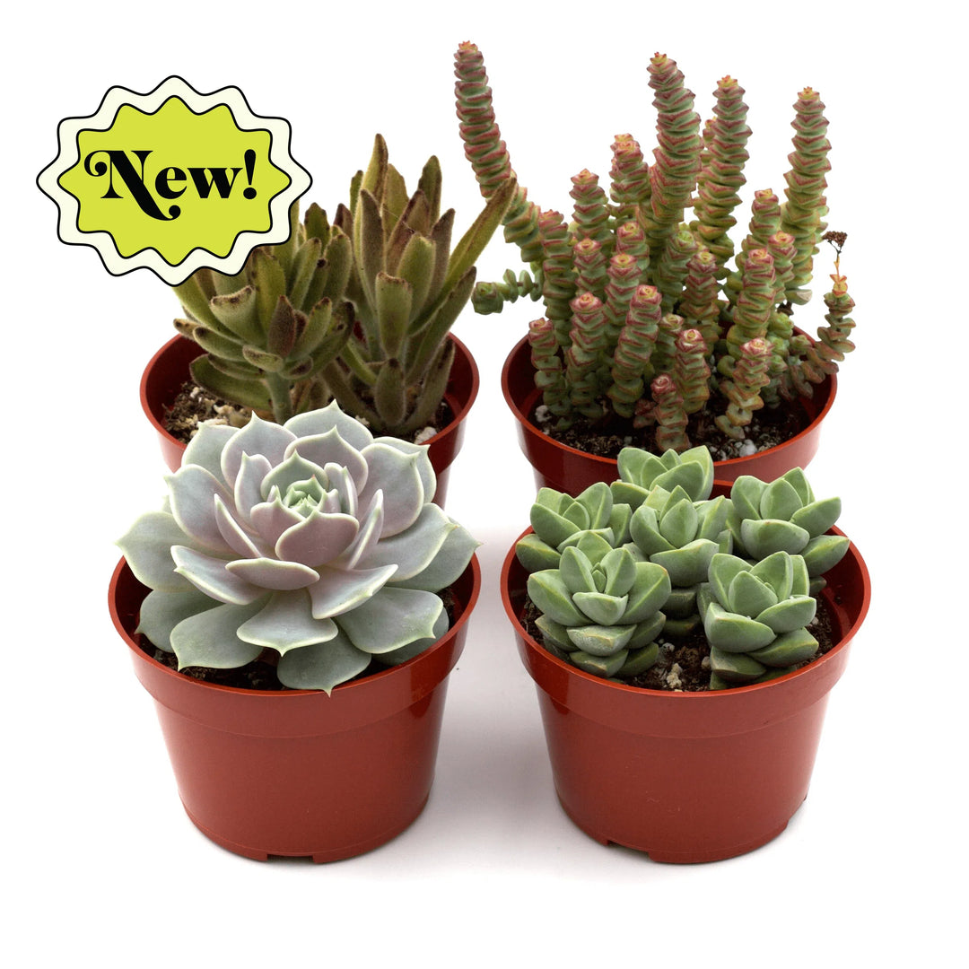 Assorted Succulent Variety-American Plant Supply