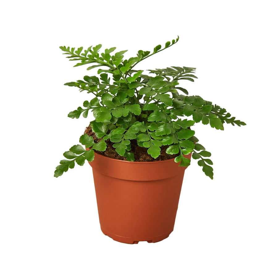 Austral Gem Fern-Indoor Plants-American Plant Supply