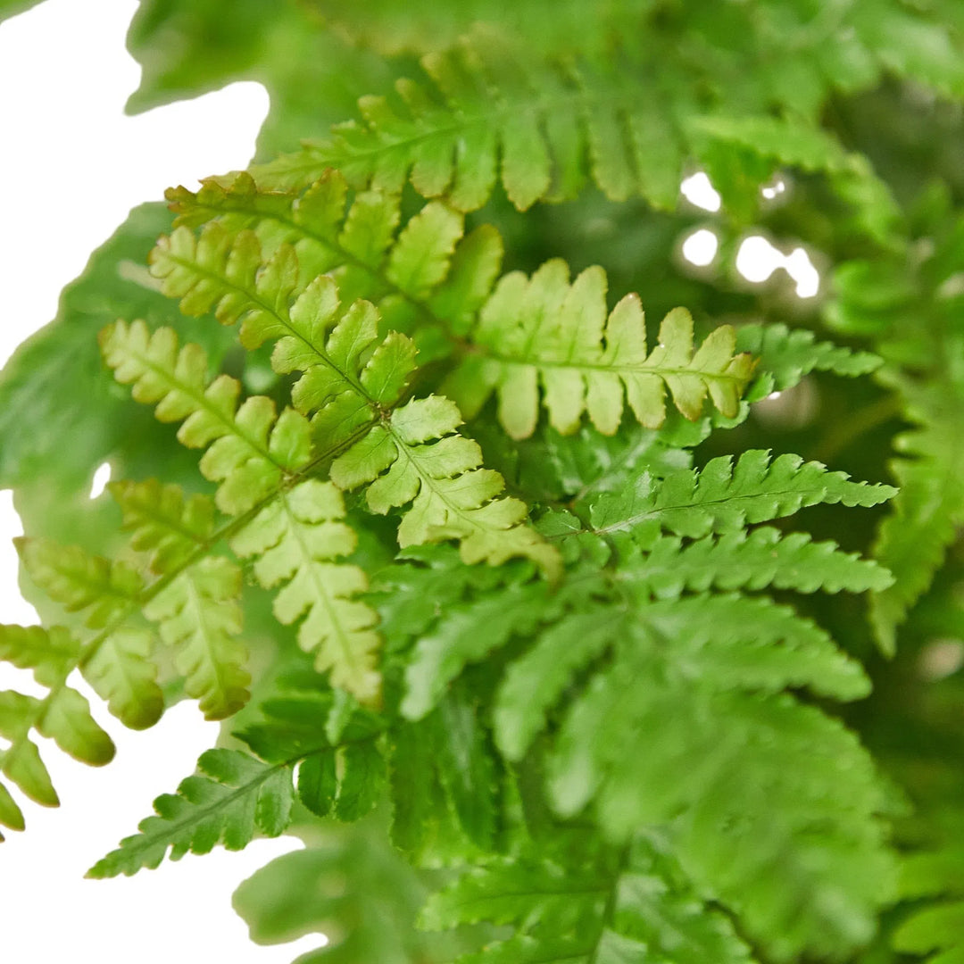 'Autumn' Fern-Indoor Plants-American Plant Supply