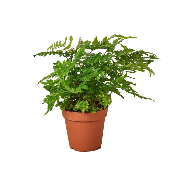 'Autumn' Fern-Indoor Plants-American Plant Supply