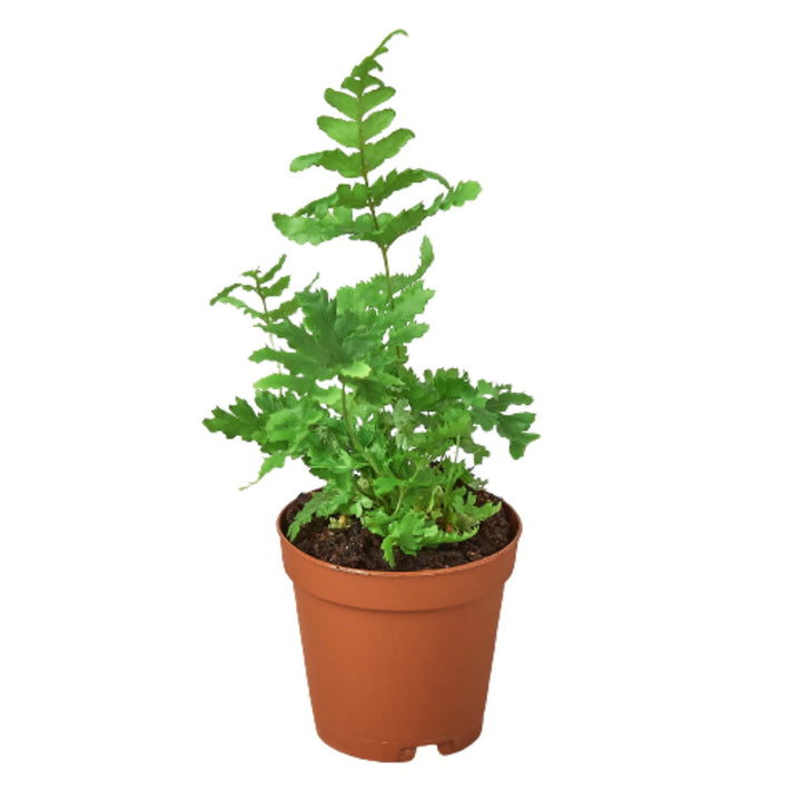 'Autumn' Fern-Indoor Plants-American Plant Supply