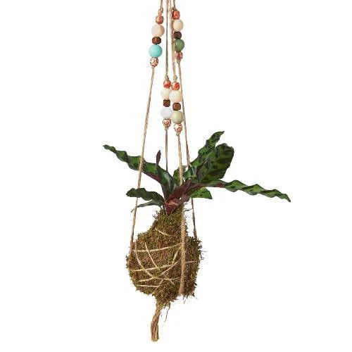 Bead Kokedama Moss Ball Hanging Plant-American Plant Supply