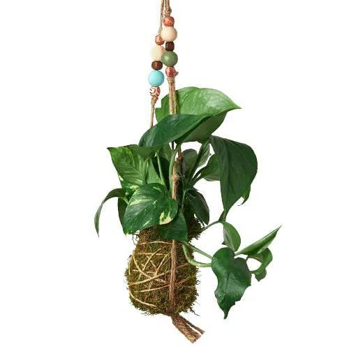 Bead Kokedama Moss Ball Hanging Plant-American Plant Supply