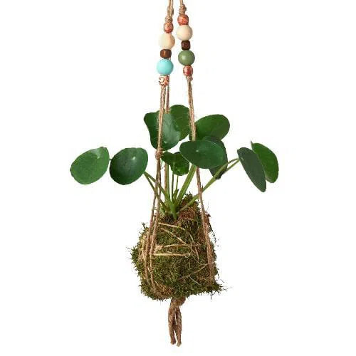 Bead Kokedama Moss Ball Hanging Plant-American Plant Supply