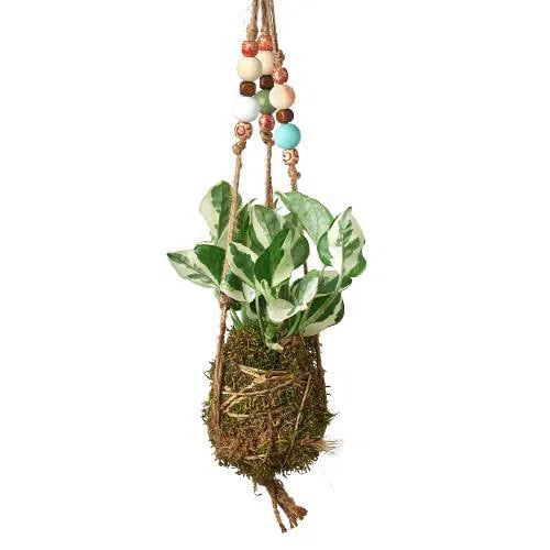 Bead Kokedama Moss Ball Hanging Plant-American Plant Supply