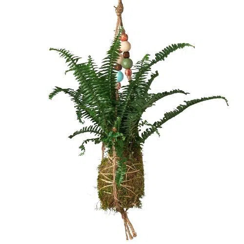 Bead Kokedama Moss Ball Hanging Plant-American Plant Supply