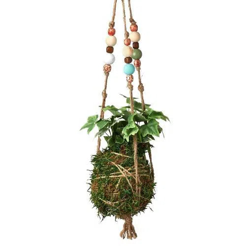Bead Kokedama Moss Ball Hanging Plant-American Plant Supply