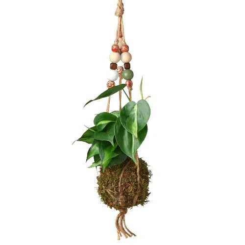 Bead Kokedama Moss Ball Hanging Plant-American Plant Supply