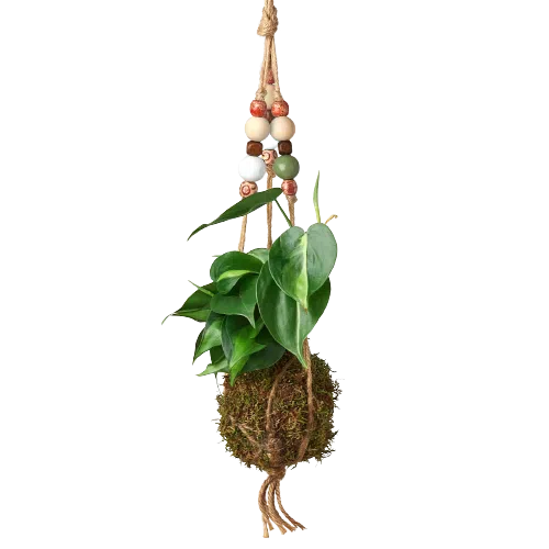 Bead Kokedama Moss Ball Hanging Plant-American Plant Supply
