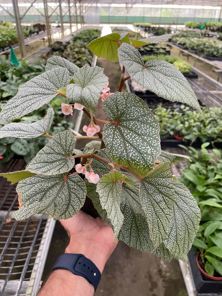 Begonia 'Frosty'-Indoor Plants-American Plant Supply