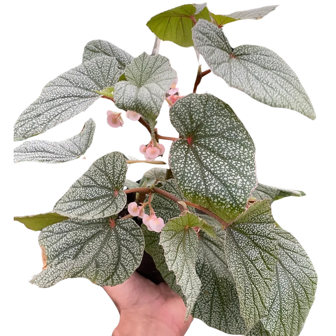 Begonia 'Frosty'-Indoor Plants-American Plant Supply
