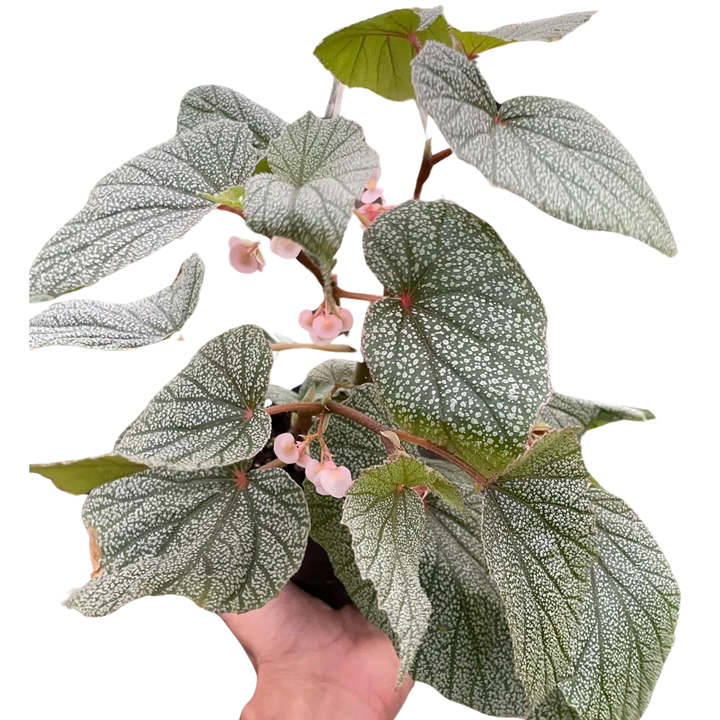 Begonia 'Frosty'-Indoor Plants-American Plant Supply