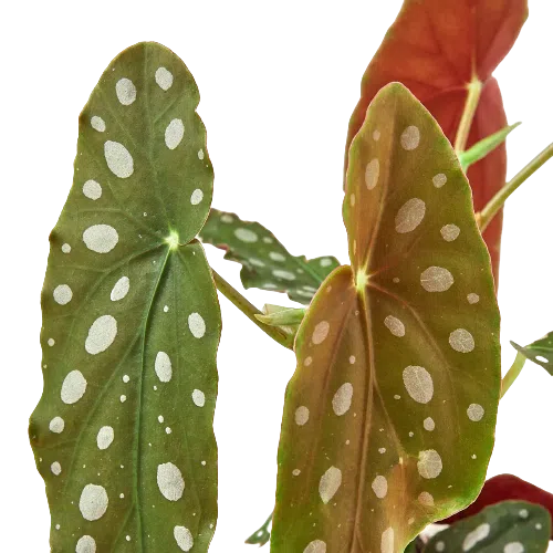 Begonia 'Maculata'-4" Plant (1pk/$2) ($6 Ship/15oz)-American Plant Supply