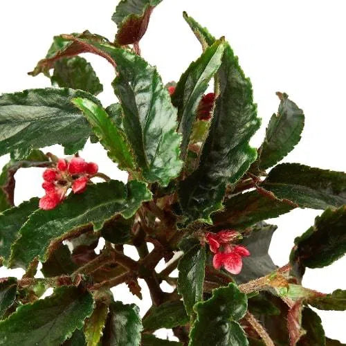 Begonia 'Miss Milly'-Indoor Plants-American Plant Supply