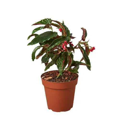 Begonia 'Miss Milly'-Indoor Plants-American Plant Supply