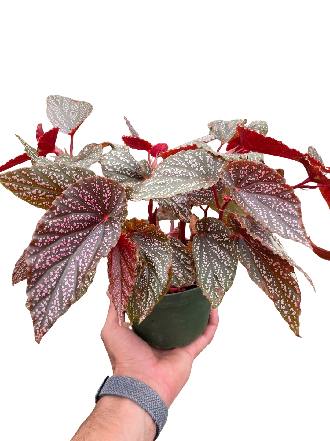Begonia Pink Angel Wing-Indoor Plants-American Plant Supply